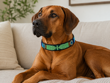 Lade das Bild in den Galerie-Viewer, Handmade Beaded Kenyan Dog Collar | Authentic Maasai Pet Collar | Artisan Collar | Cultural Design

