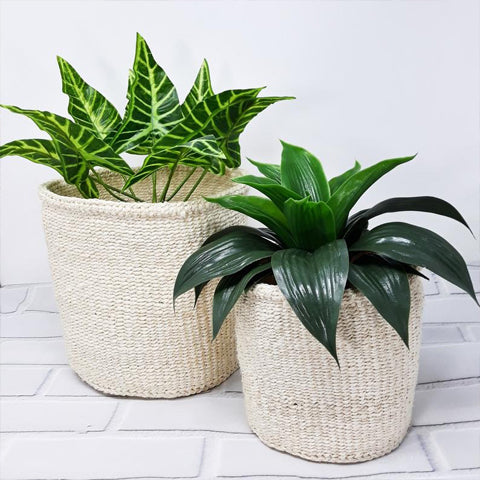 Planters Sisal - Cream